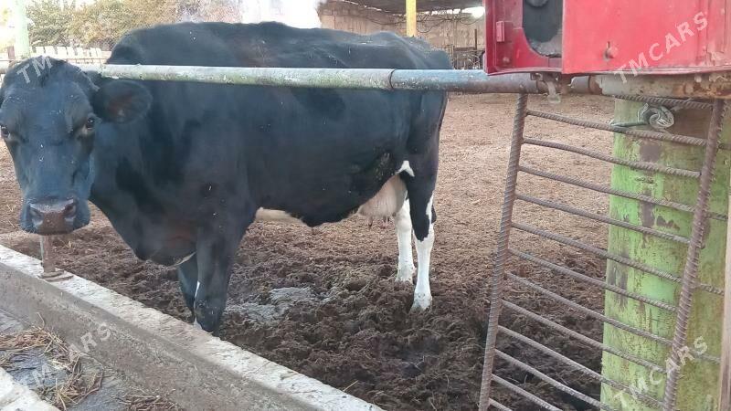 GALYSYEYIN - Туркменабат - img 2