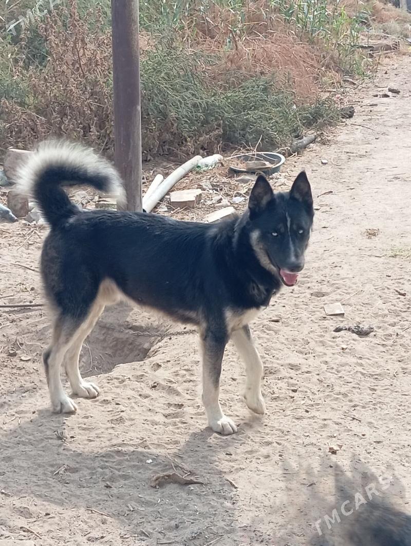 Хаски - 8 мкр - img 2