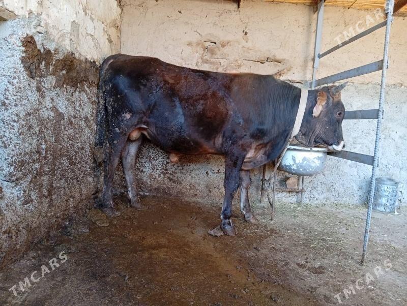 okuz - Махтумкули - img 2