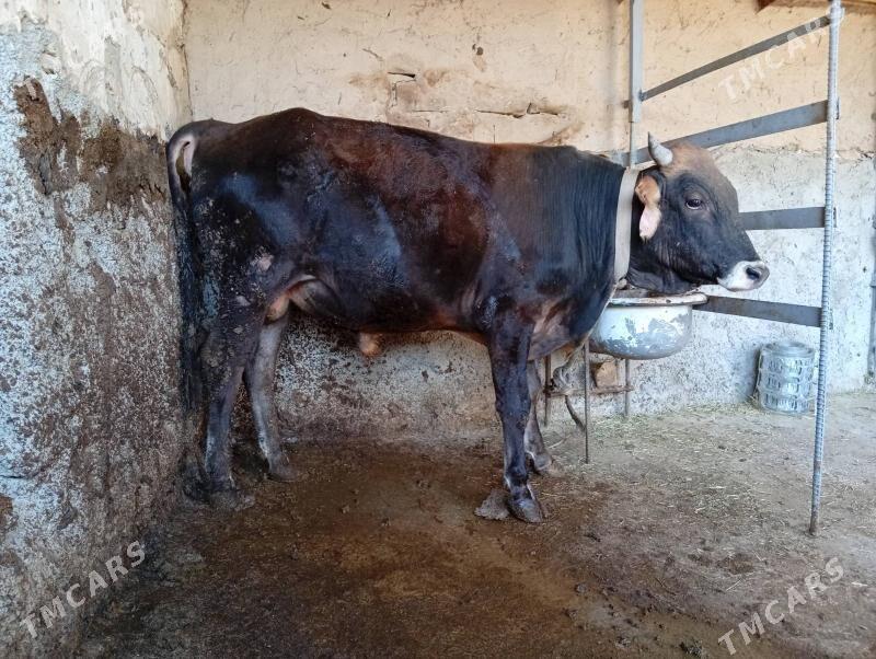 okuz - Махтумкули - img 1