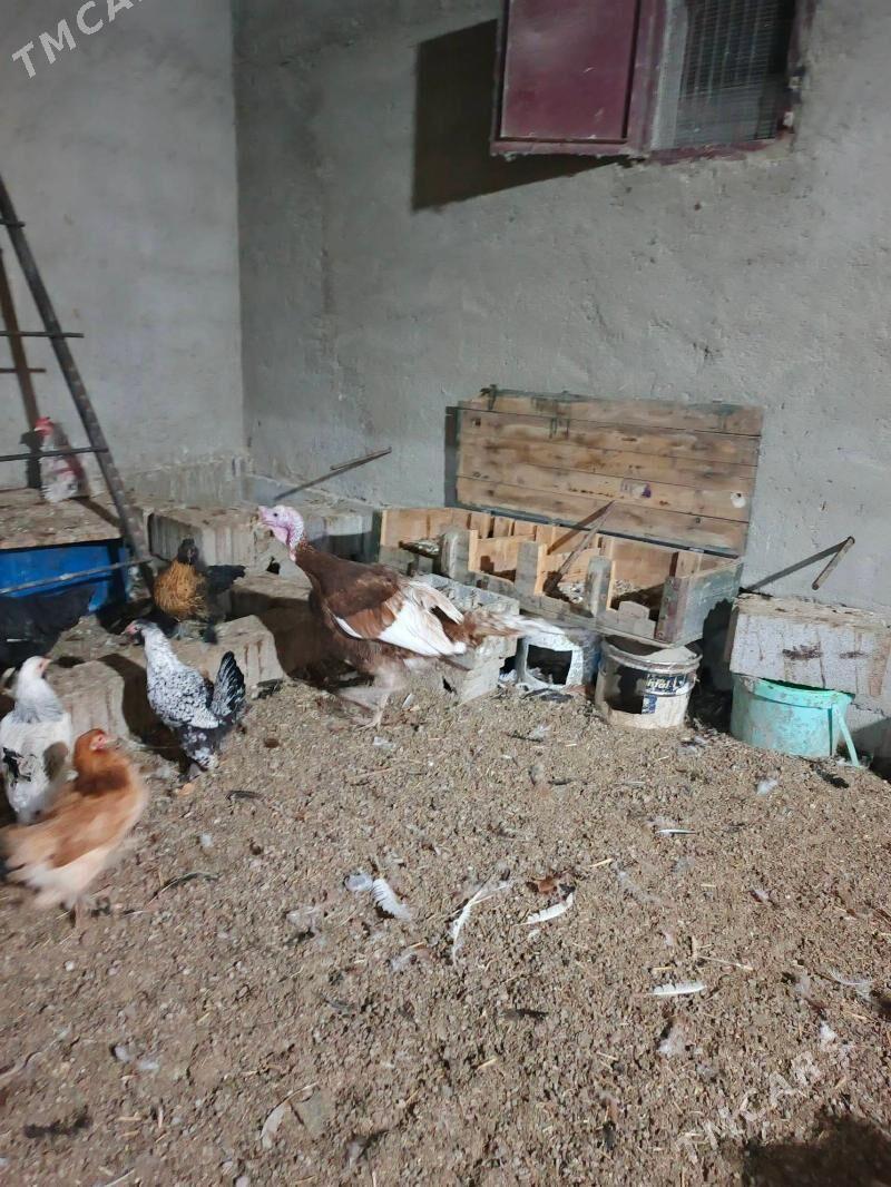 İnduk Owgan - Бахарден - img 2