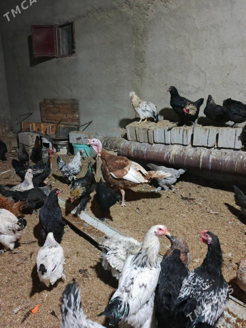 İnduk Owgan - Бахарден - img 3