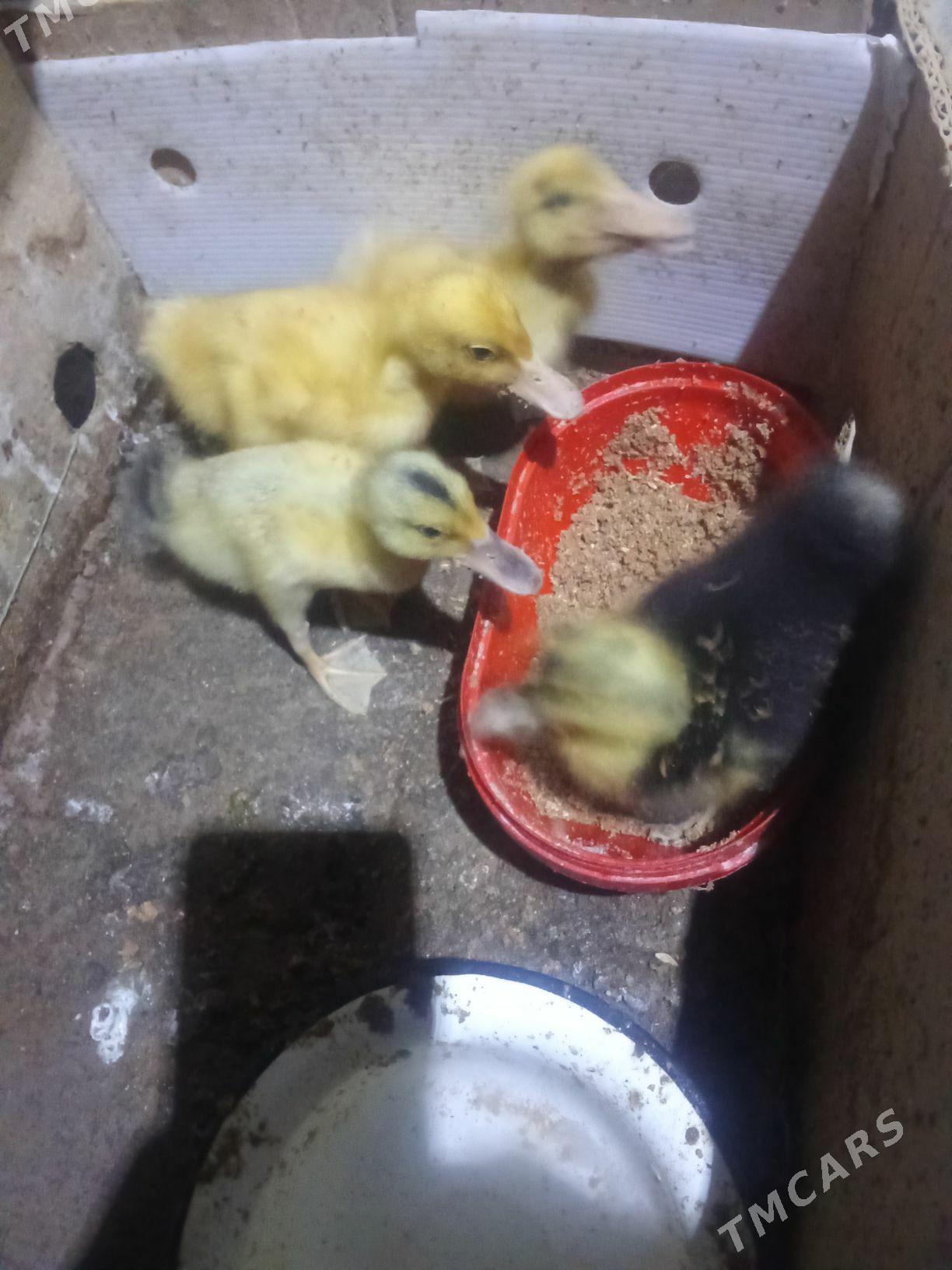 ördek - Векильбазар - img 1