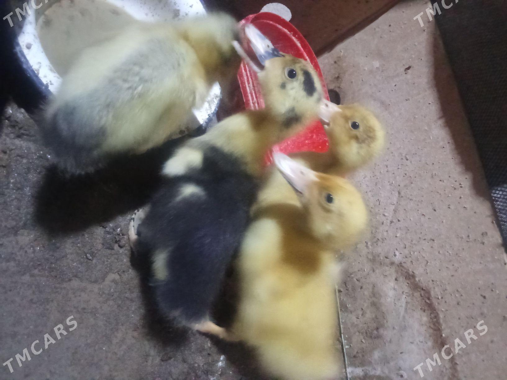 ördek - Векильбазар - img 3