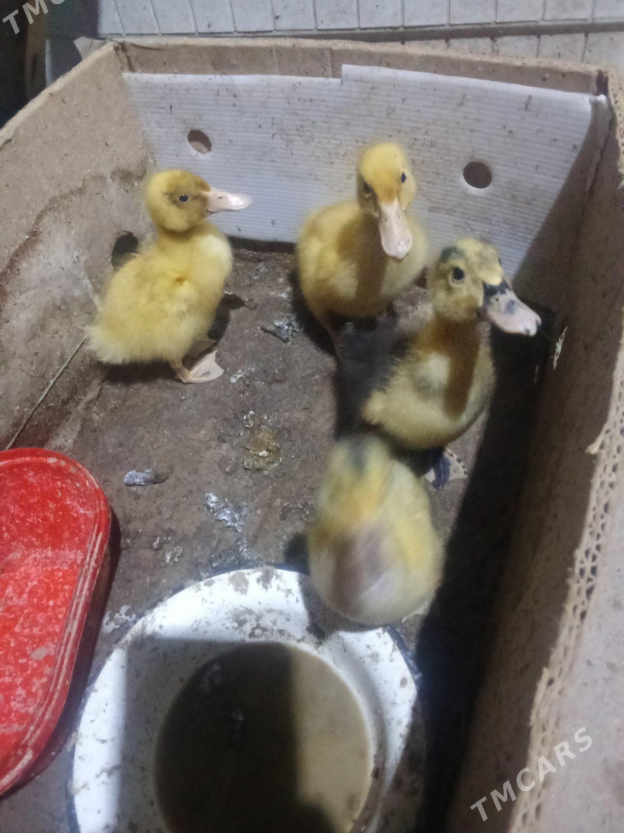 ördek - Векильбазар - img 5