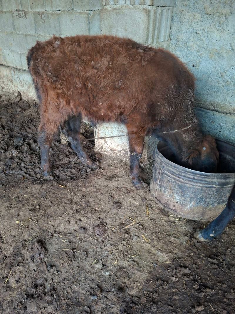 okuzçe tuwe - Гарадамак Шор - img 4