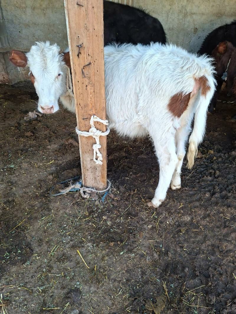 okuzçe tuwe - Гарадамак Шор - img 2
