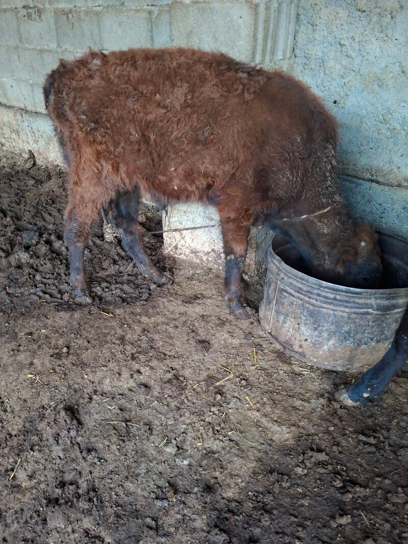 okuzçe tuwe - Гарадамак Шор - img 3