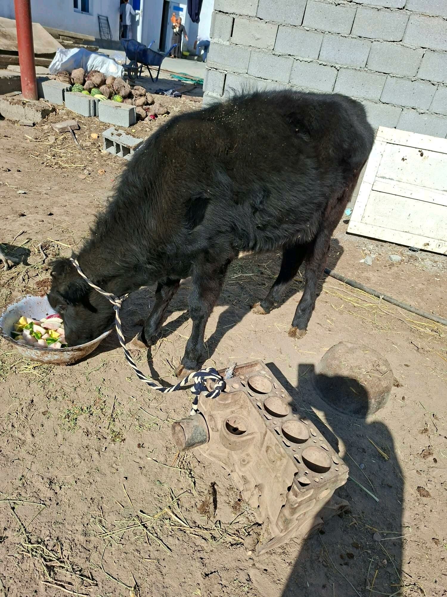 okuzçe tuwe - Гарадамак Шор - img 5