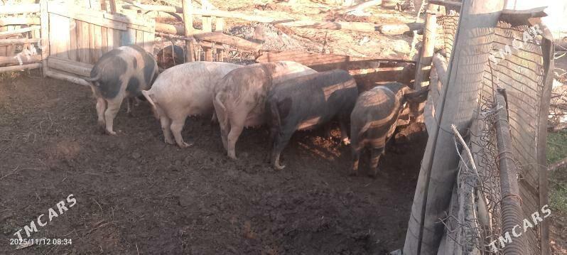 Doňyz bogaz - Sakar - img 1