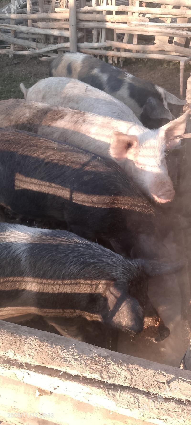 Doňyz bogaz - Sakar - img 3