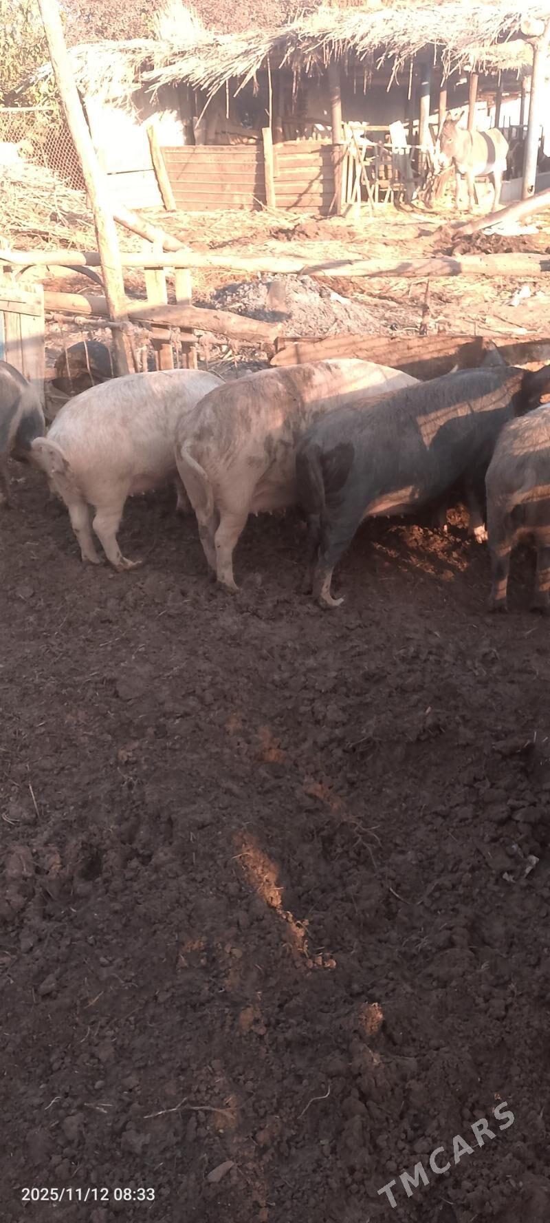 Doňyz bogaz - Sakar - img 2