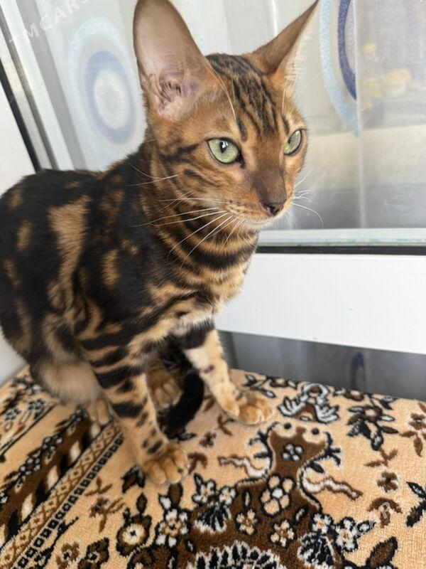 бенгальская кошка bengal pişik - Gurtly - img 2