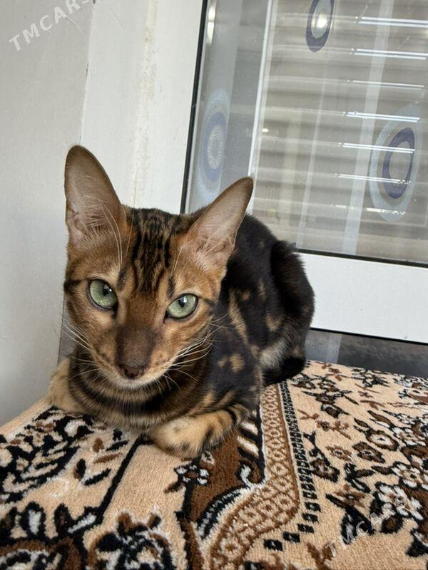 бенгальская кошка bengal pişik - Gurtly - img 3