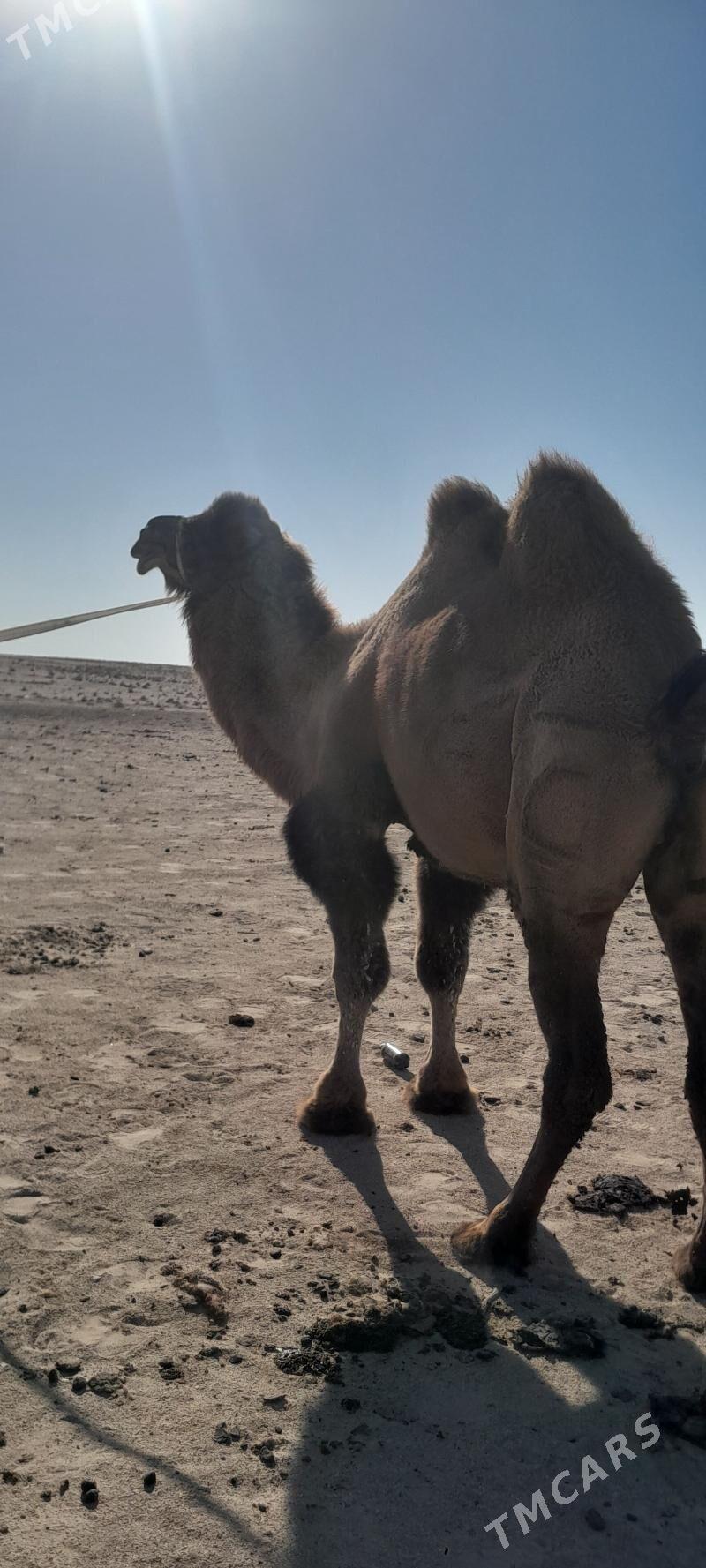 Howur bugra - Туркменбаши - img 3