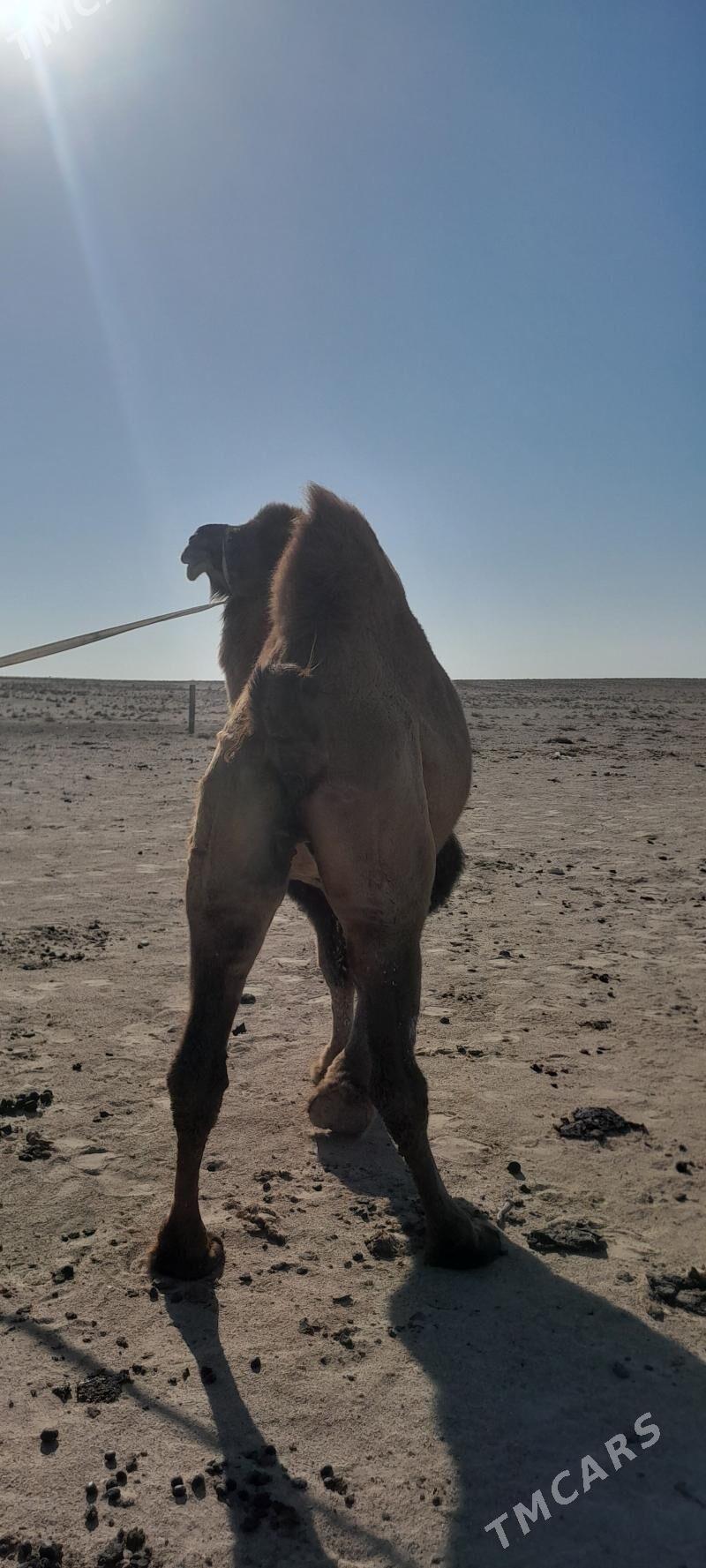 Howur bugra - Туркменбаши - img 1