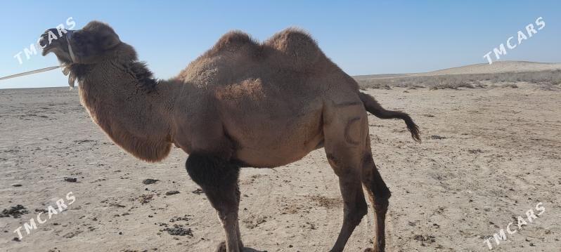 Howur bugra - Туркменбаши - img 2