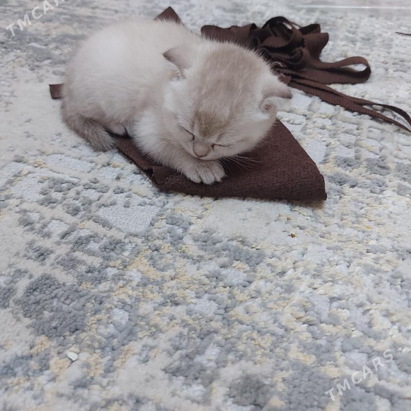 вислоухие котята - Aşgabat - img 1