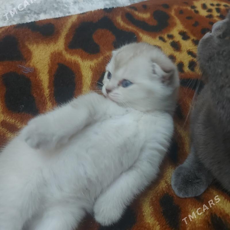 вислоухие котята - Aşgabat - img 4