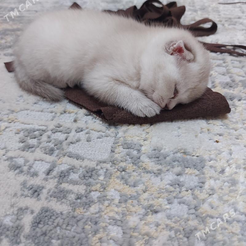 вислоухие котята - Aşgabat - img 3