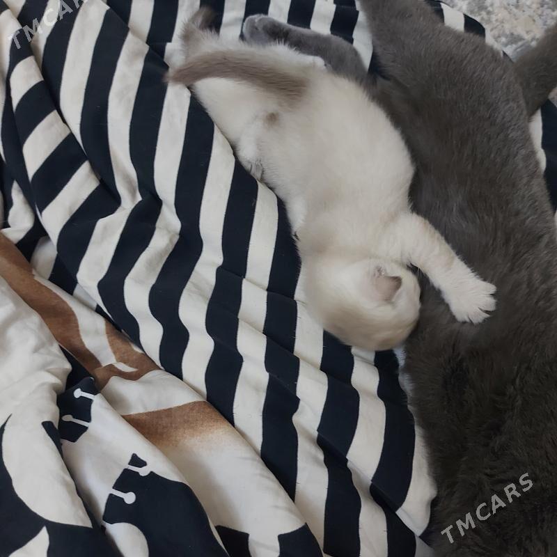 вислоухие котята - Aşgabat - img 2