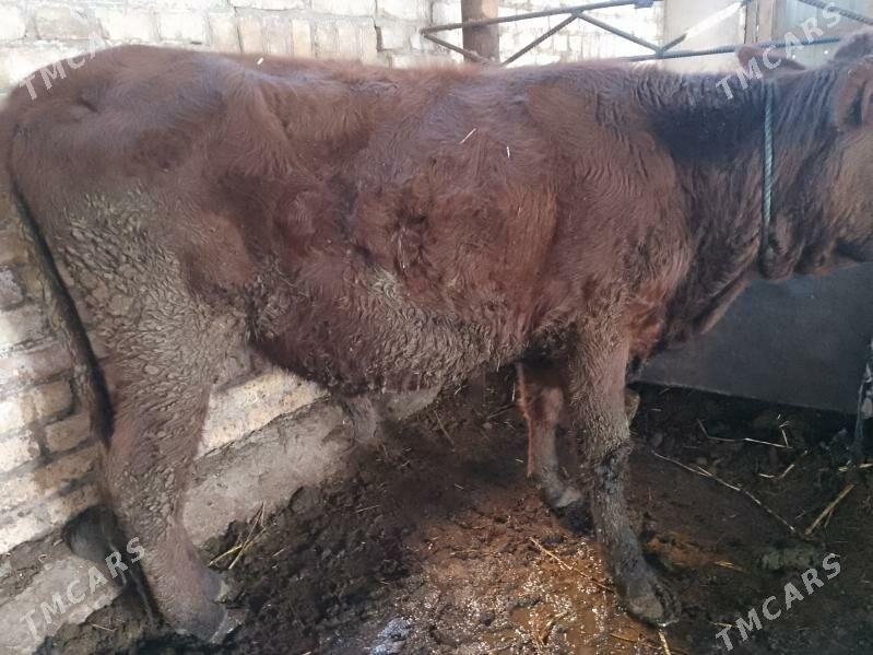 Okuzler - Туркменабат - img 3