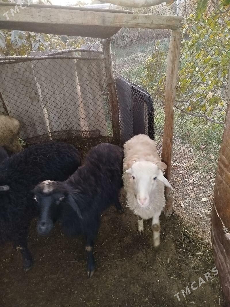 Tokly - Гёкдепе - img 2