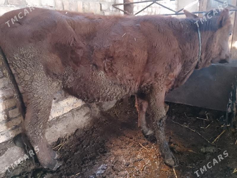 Okuzler - Туркменабат - img 4