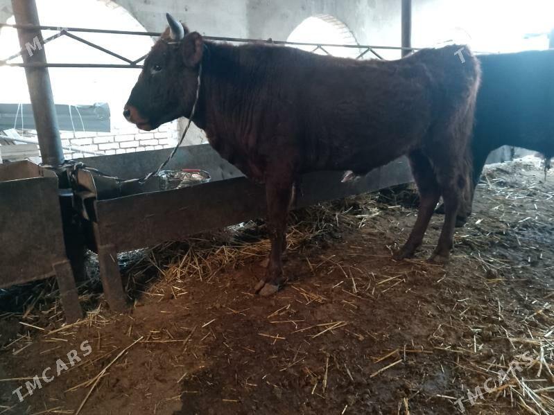 Okuzler - Туркменабат - img 2