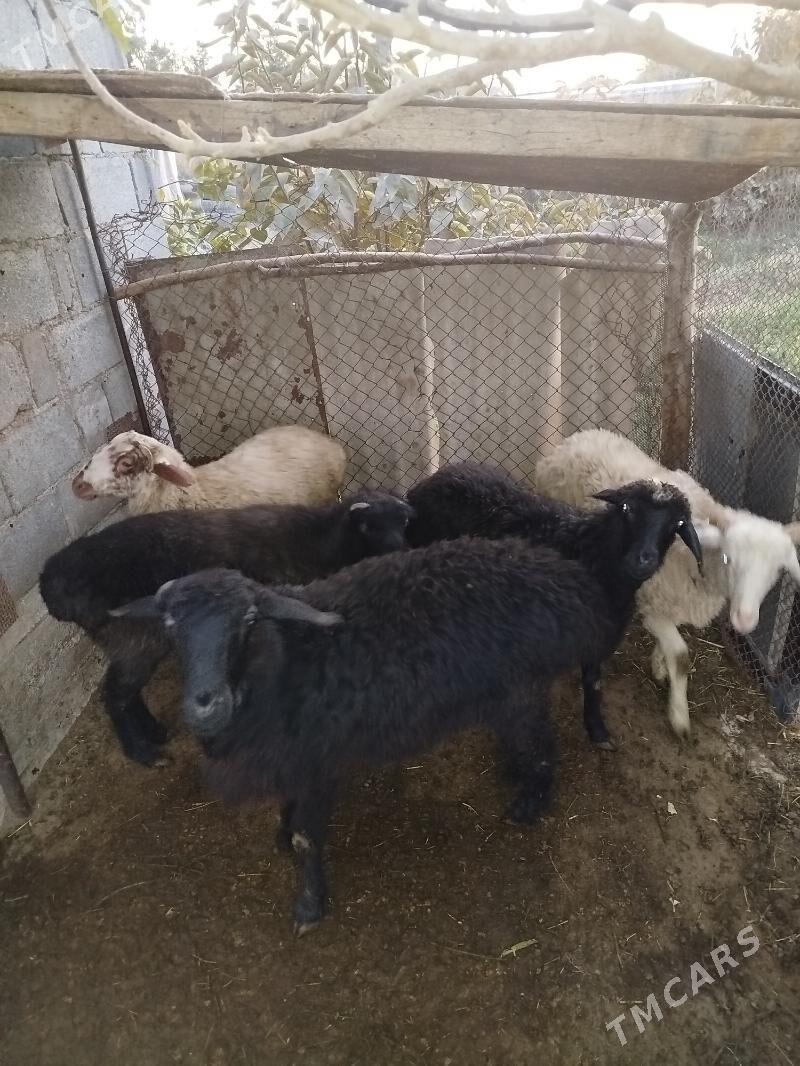 Tokly - Гёкдепе - img 3