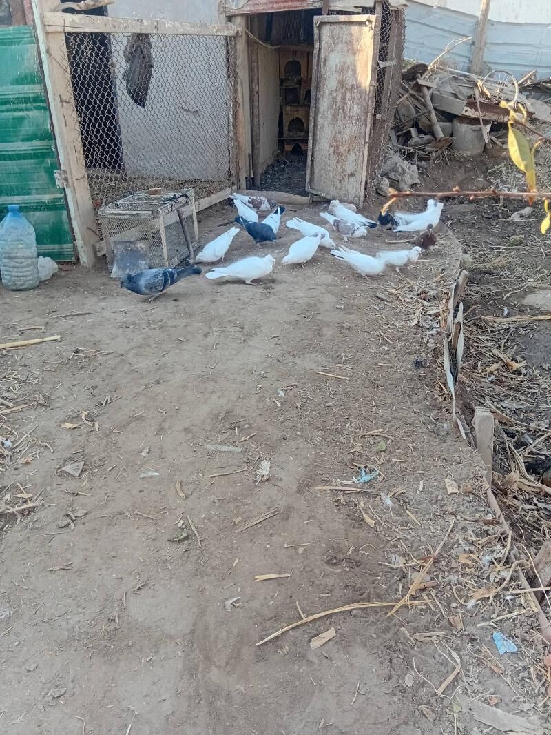 kepder - Daşoguz - img 6