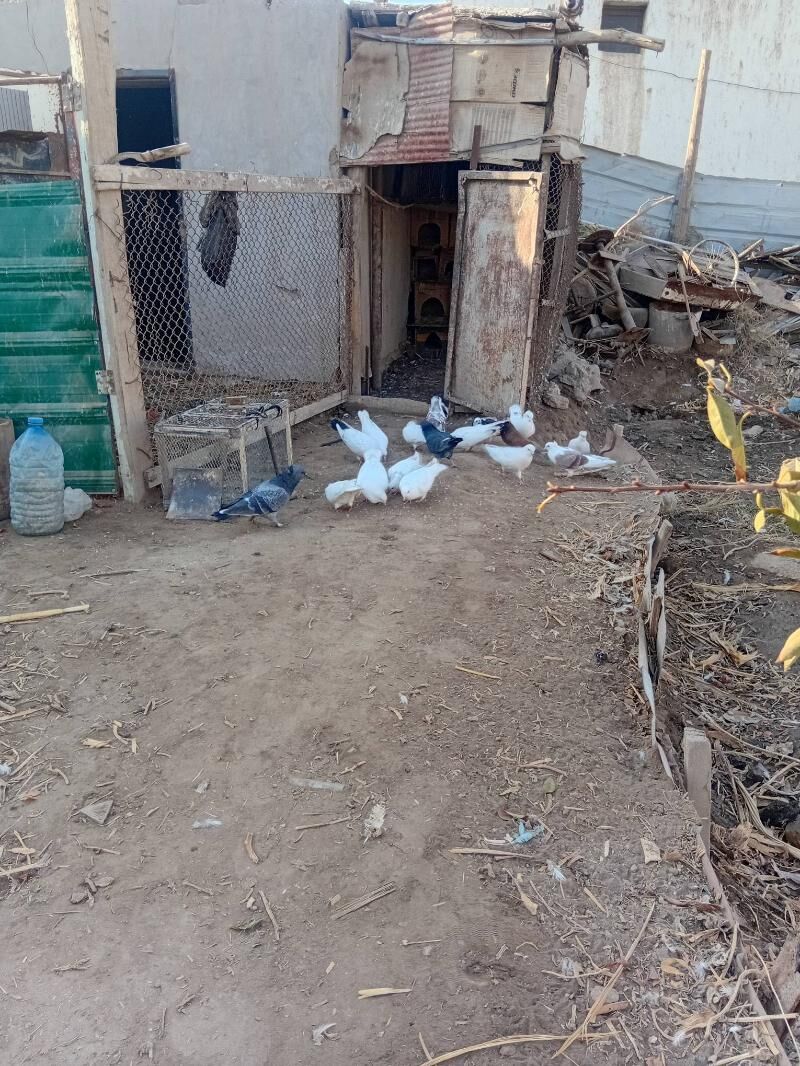 kepder - Daşoguz - img 4