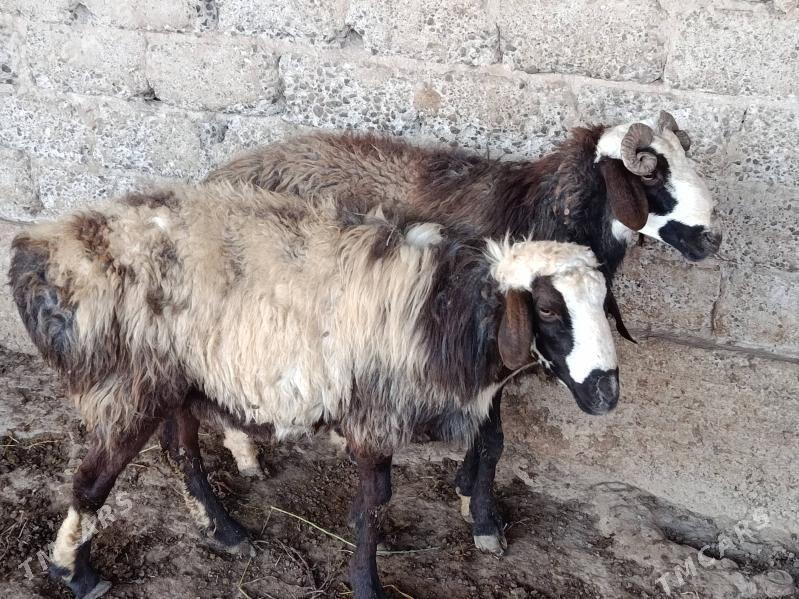 Goc - Gökdepe - img 6