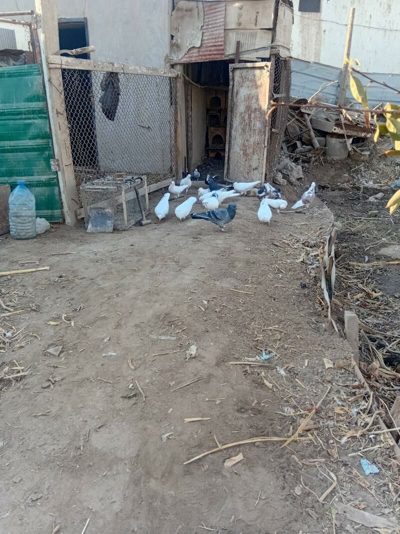 kepder - Daşoguz - img 5