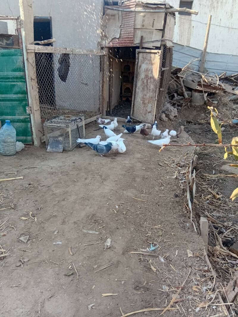 kepder - Daşoguz - img 3