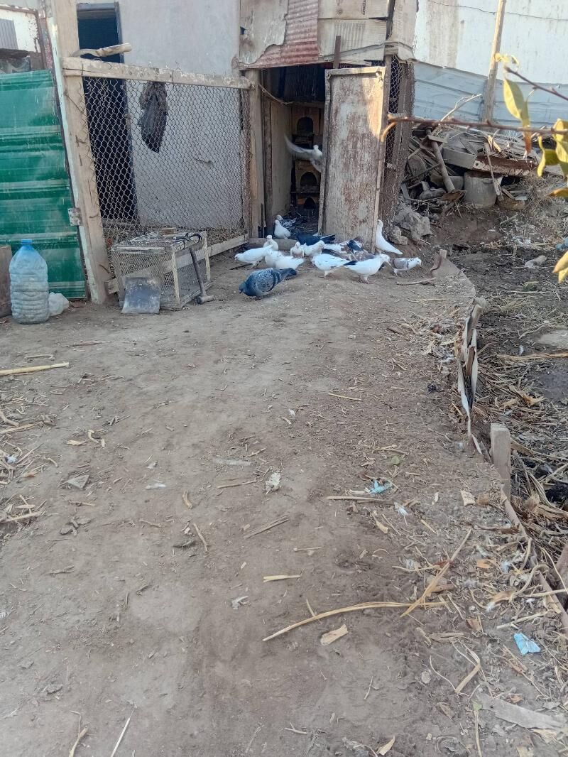 kepder - Daşoguz - img 2