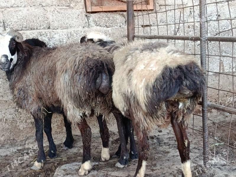 Goc - Gökdepe - img 8