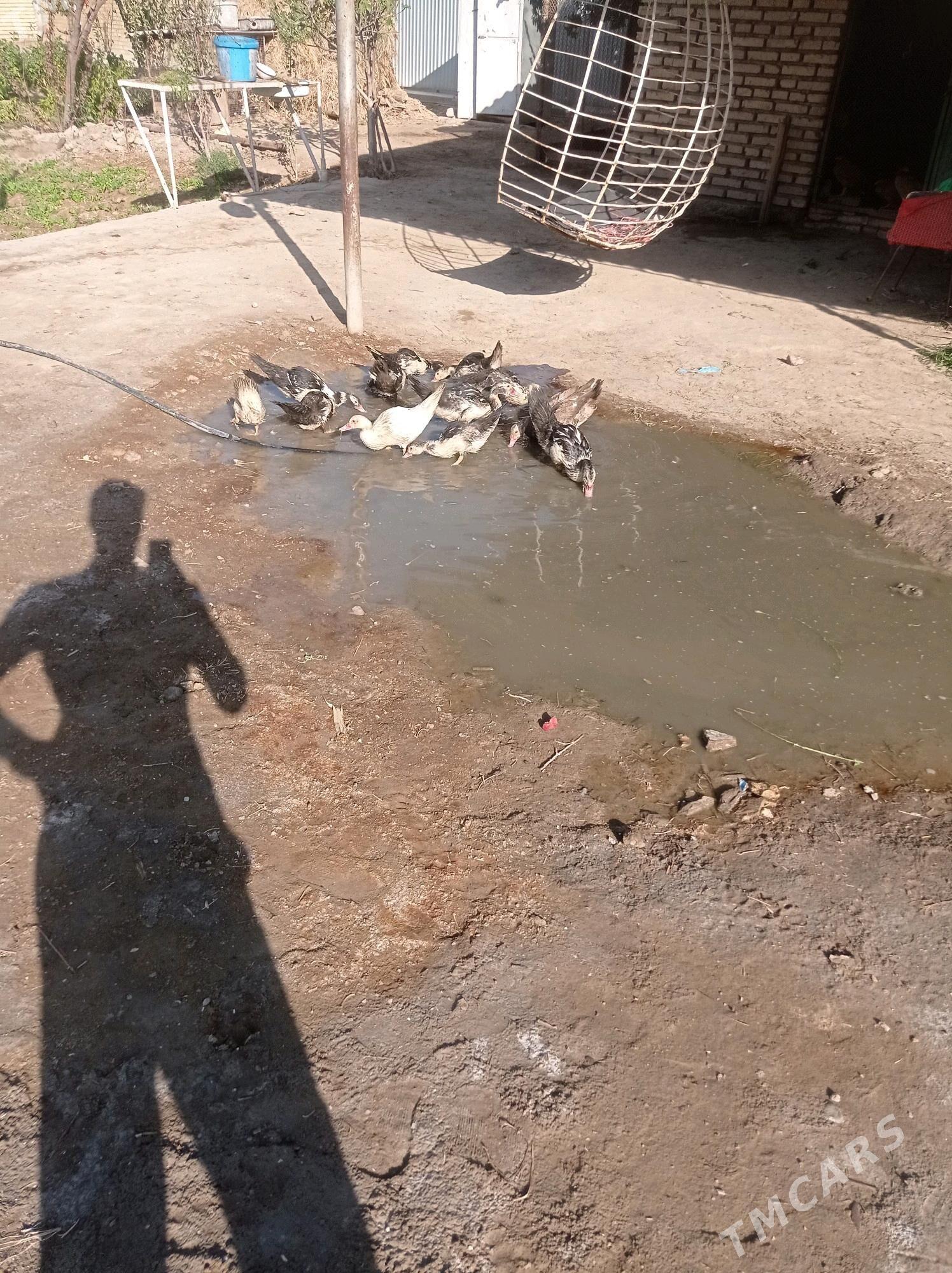 Induwutga ordek - Сакарчага - img 2