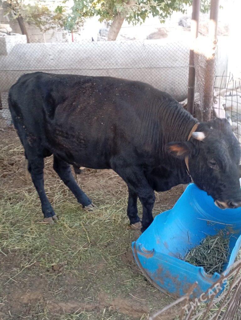 okiz. - Чоганлы - img 3