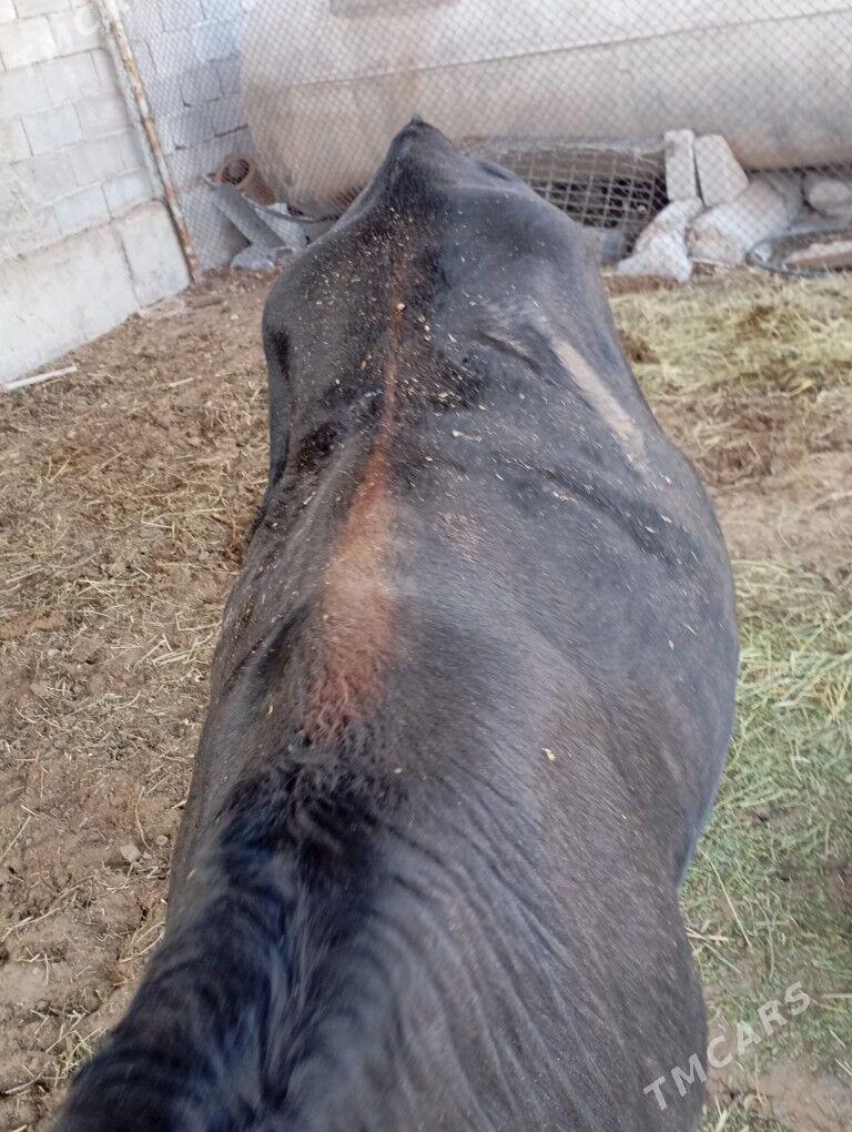 okiz. - Чоганлы - img 4