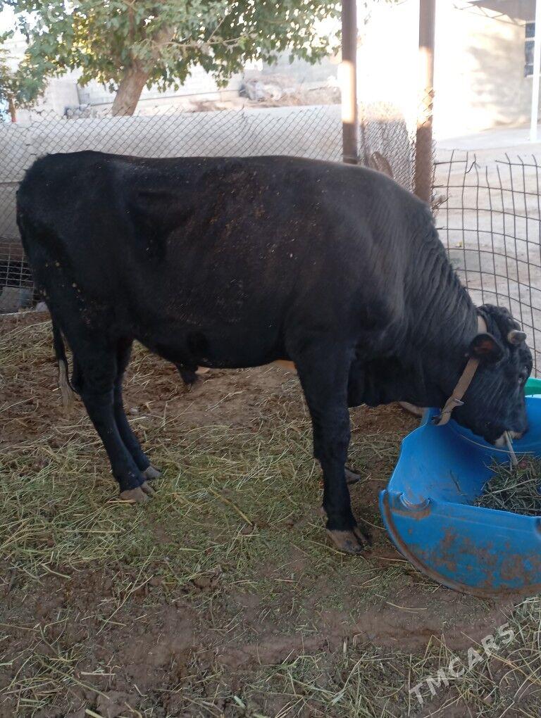 okiz. - Чоганлы - img 2