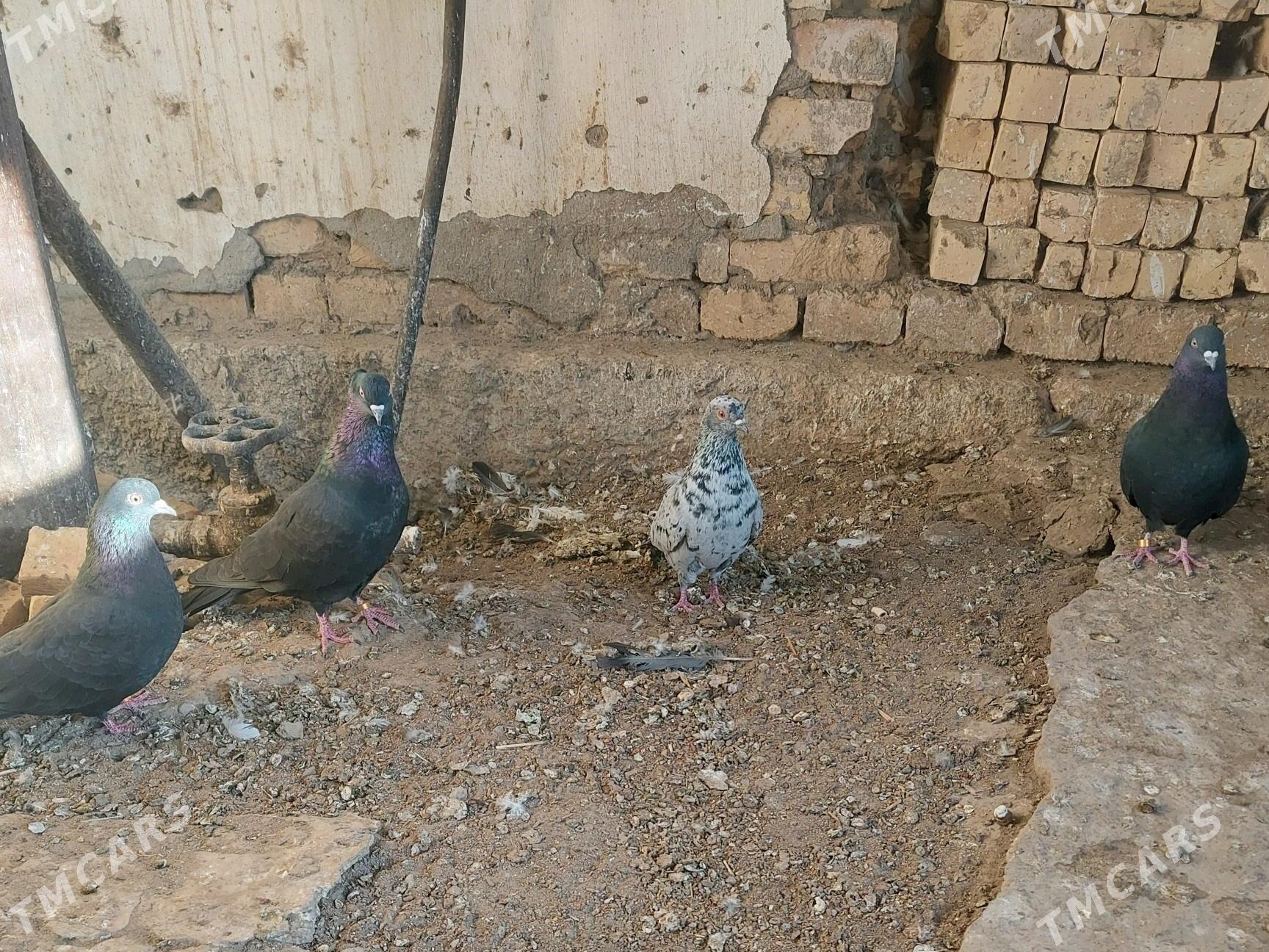 kepderi - Чарджоу - img 2