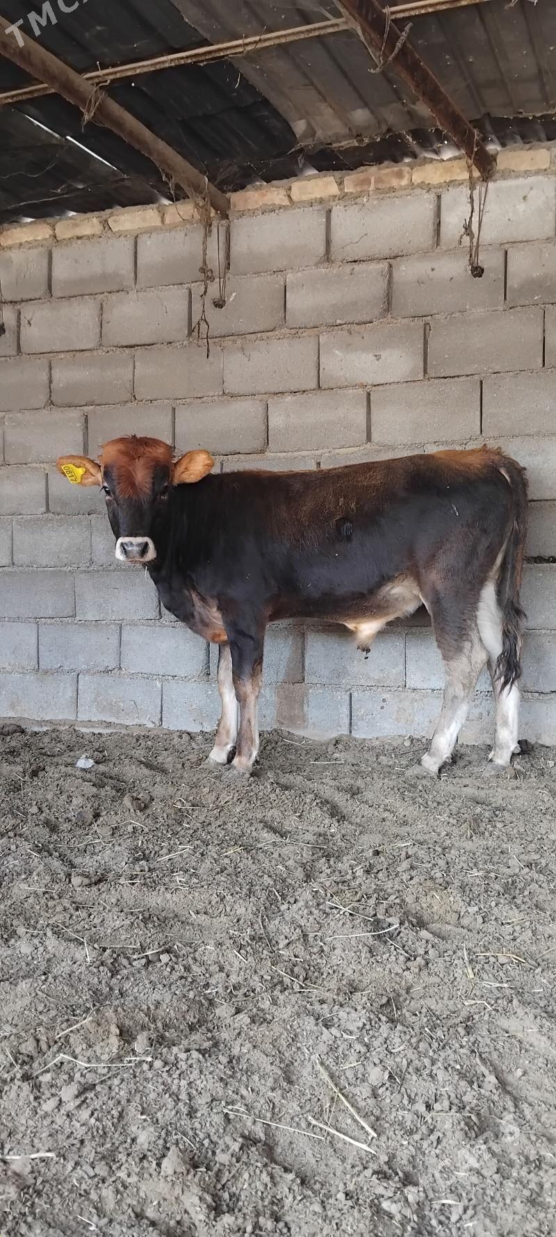 ŠWES OKUZ - Büzmeýin - img 4