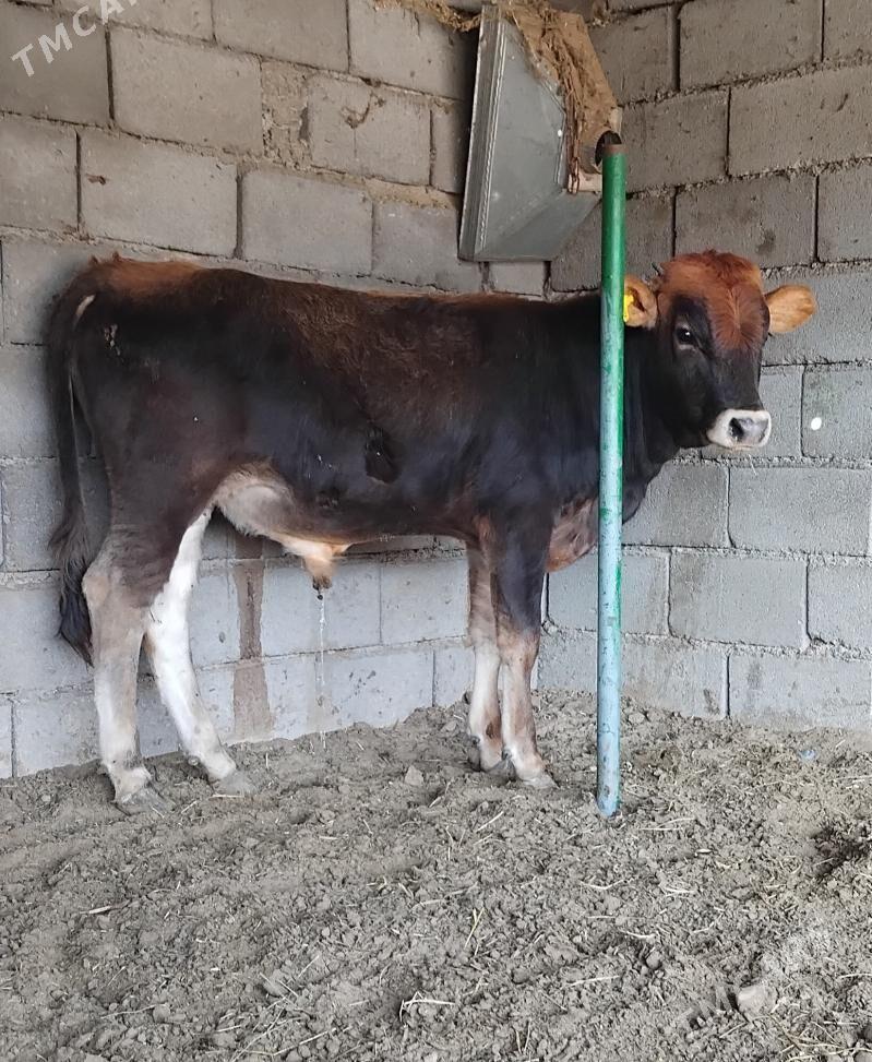 ŠWES OKUZ - Büzmeýin - img 2