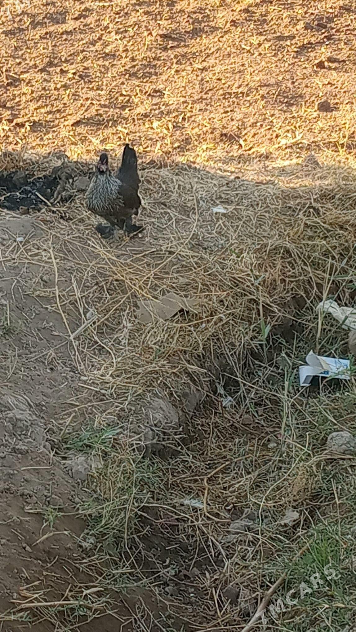 karlikler - Туркменабат - img 5