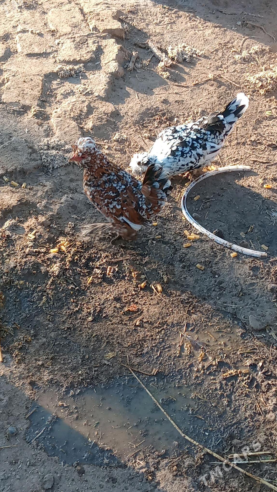 karlikler - Туркменабат - img 8