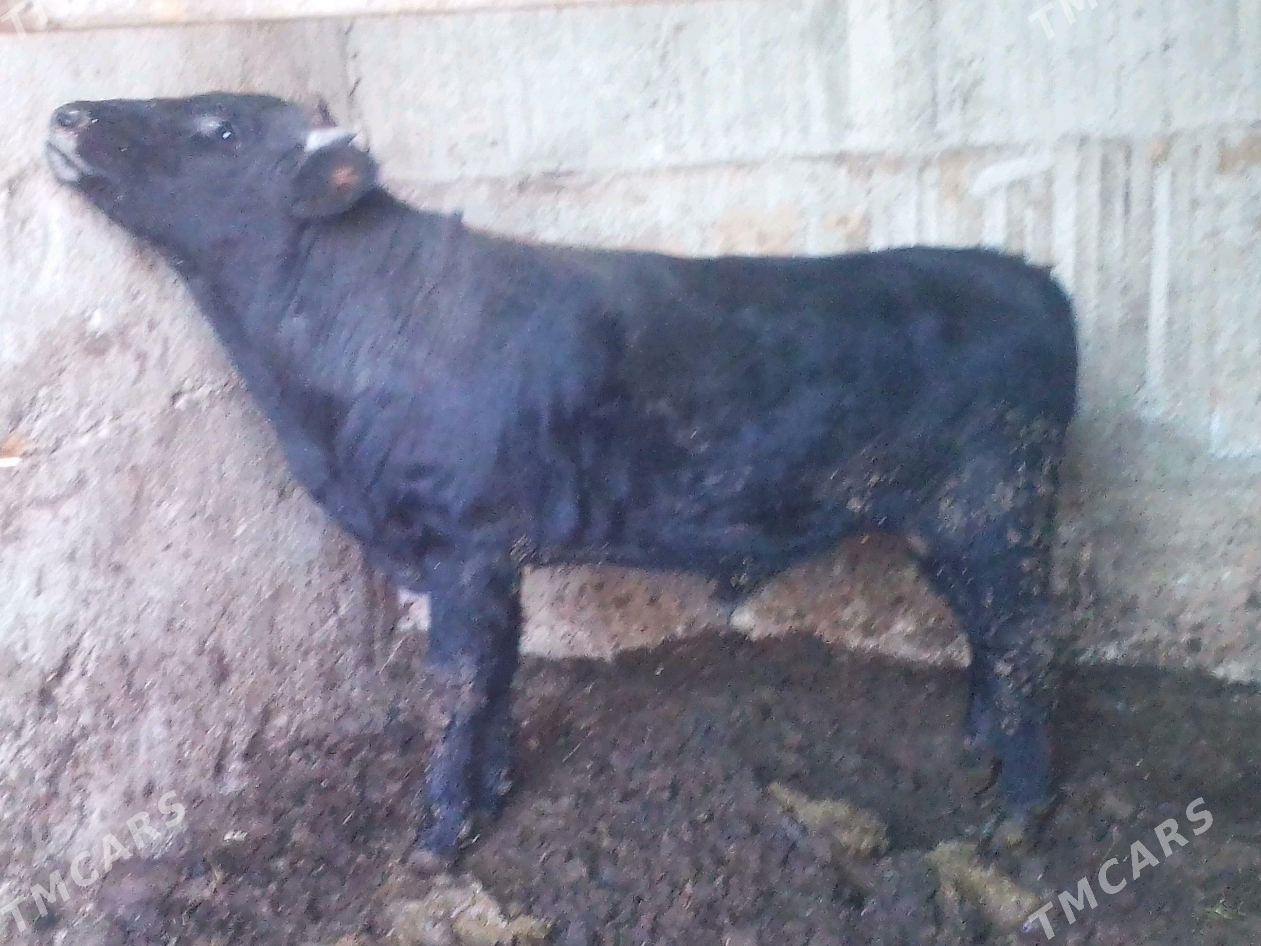 imde duran öküz - Büzmeýin - img 2