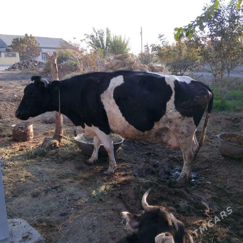 Galeşdeÿin Sygyr - Gökdepe - img 2