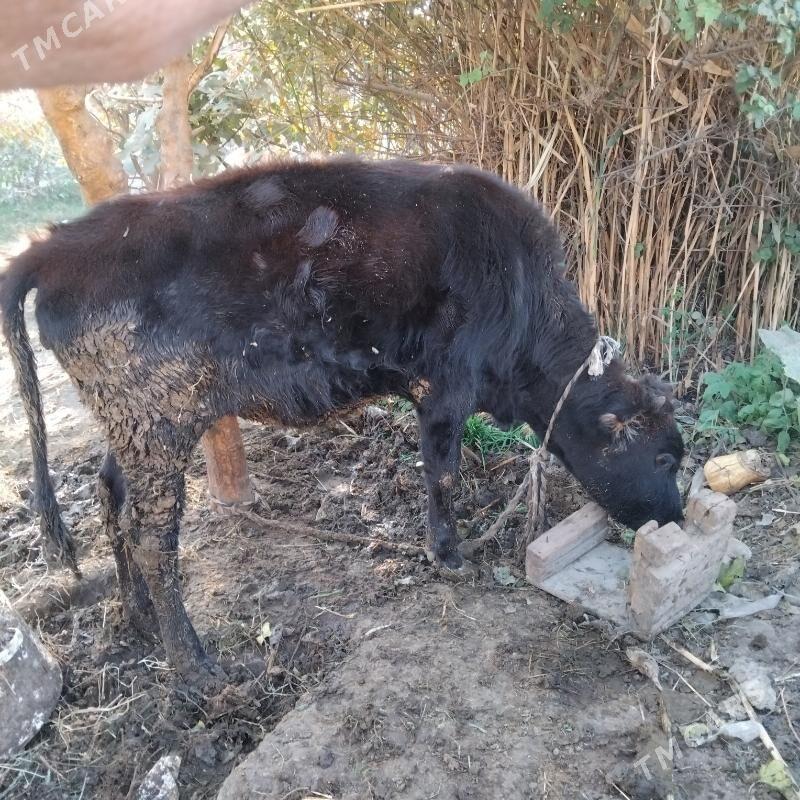 Galeşdeÿin Sygyr - Gökdepe - img 3