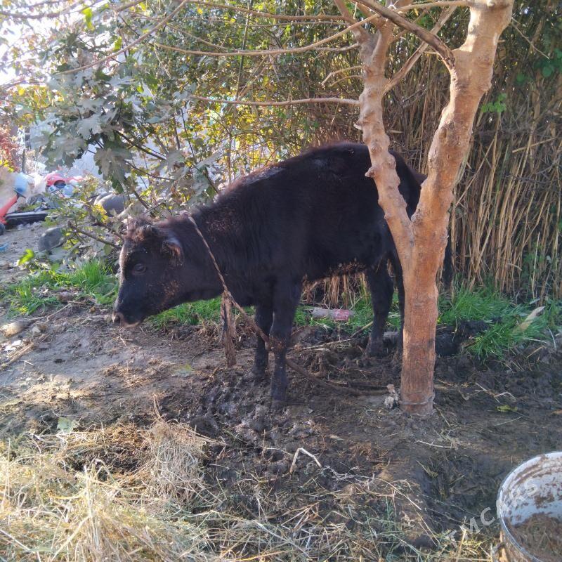 Galeşdeÿin Sygyr - Gökdepe - img 4